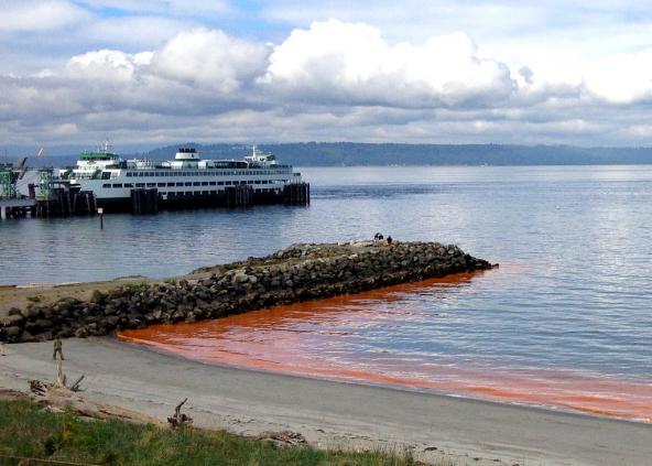 Red-orange noticula algae bloom in Edmonds, May 2013. Photo: Jeri Cusimano via WA Ecology (CC BY-NC 2.0) https://www.flickr.com/photos/ecologywa/8744775093