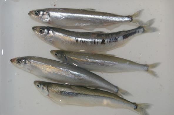 Surf smelt collected as part of a study of rhinoceros auklet diet and forage fish on the outer coast and inland waters of Washington. Photo: NOAA Fisheries West Coast (CC BY-NC-ND 2.0) https://www.flickr.com/photos/nmfs_northwest/9501978375/
