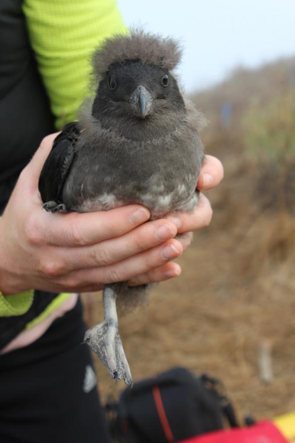 Rhinoceros auklets can walk as soon as they are hatched, are fed nightly by both parents and develop contour feathers within 4 weeks of hatching. It's quite a look. Photo credit: Roberta Swift/ USFWS (CC BY-NC 2.0) https://www.flickr.com/photos/usfwspacific/9557141191