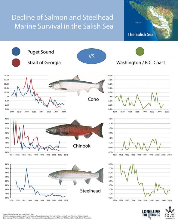 Decline of Salmon and Steelhead - Marine Survival in the Salish Sea: Credit: Michael Schmidt, Long Live the Kings; https://marinesurvivalproject.com/the-project/why/