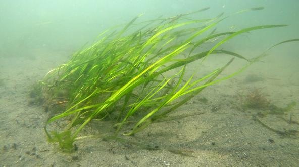 Growth from several eelgrass transplants that were originally attached to a piece of steel rebar. Photo: Jeff Gaeckle, WA DNR
