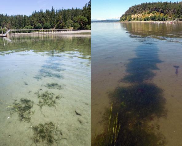 A 2015 eelgrass checkerboard pattern transplantation shown in 2016 (year 1, left) has coalesced into a more continuous patch by 2017 (year 2, right). Photos: Aaron Barna (left), Jeff Gaeckle (right)