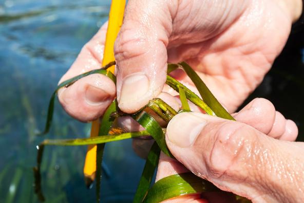 Eelgrass (Zostera marina) fruit. Like plants on land, eelgrass produces flowers that can cross-pollinate with flowers from other plants. The resulting fruit produces a new genetically unique plant. Photo: Aaron Barna