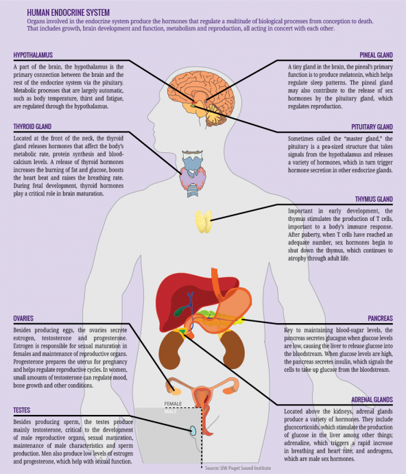 Human endocrine system. Diagram: Kris Symer/PSI