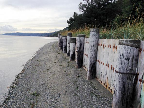 The neighbor’s bulkhead confines the beach to a narrow strip of gravel, similar to Pat Collier’s beach before bulkhead removal. Photo: Christopher Dunagan/Puget Sound Institute