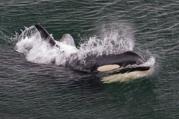 Southern resident orca J17 surfacing. Photo: Miles Ritter (CC BY-NC-SA 2.0) https://flic.kr/p/cN3faE