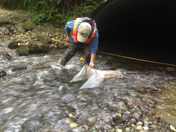Water Resource Specialist Renee Scherdnik places a capture net before dislodging the stream bed in Olalla Creek. Photo: Kitsap County Public Works