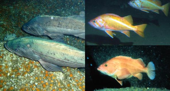 Clockwise from left: Bocaccio (Sebastes paucispinis), Canary rockfish (Sebastes pinniger),  and yelloweye rockfish (Sebastes ruberrimus). Photos: Monterey Bay Aquarium (bocaccio) and NOAA.