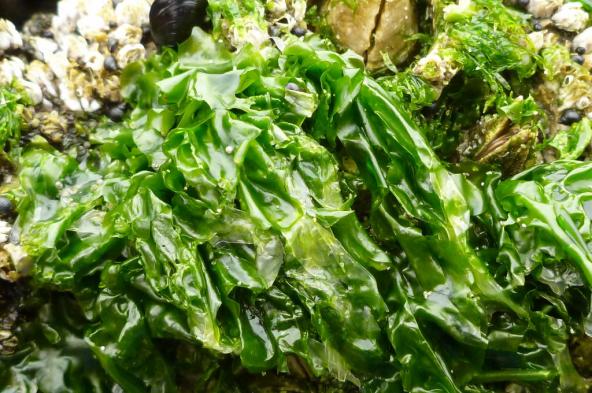 Sea lettuce (Ulva). Photo: minustide (CC BY-NC-SA 2.0) https://www.flickr.com/photos/outershores/26489548370 Sea lettuce (Ulva). Photo: minustide (CC BY-NC-SA 2.0) https://www.flickr.com/photos/outershores/26489548370