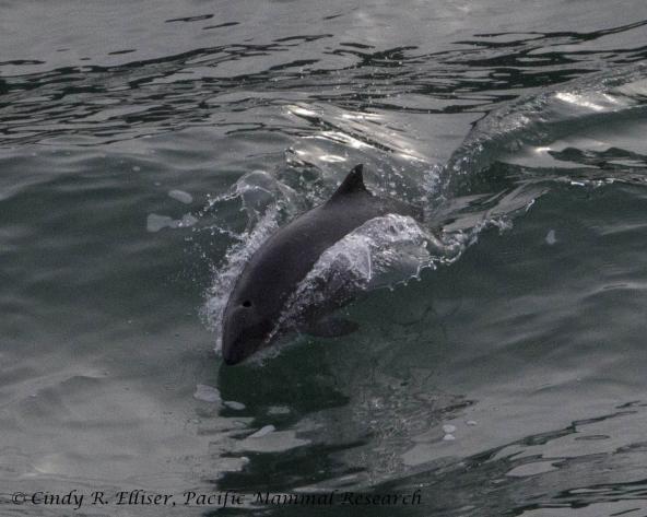 A surfing harbor porpoise in Burrows Pass, off Fidalgo Island, WA. Photo: Copyright Cindy R. Elliser, Pacific Mammal Research http://pacmam.org/