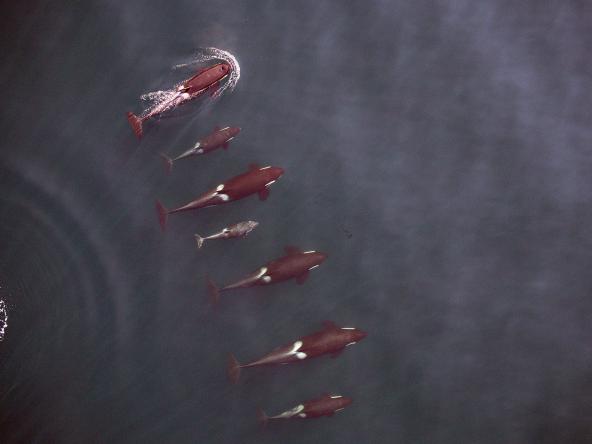 An entire family group of Northern Resident killer whales, known as the I16 matriline, is photographed from a remote-controlled hexacopter, providing information about the whales’ physical condition and growth patterns. Photo: NOAA Fisheries, Vancouver Aquarium