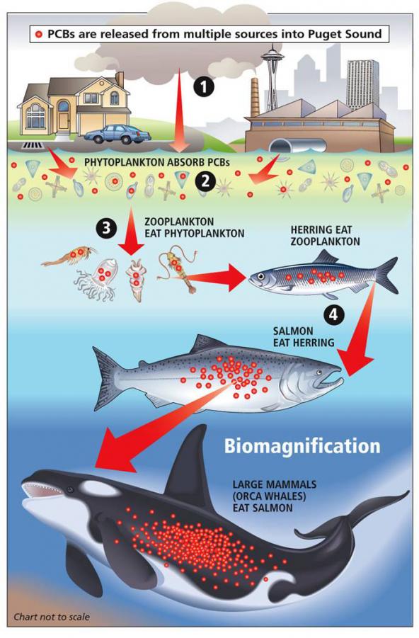 Diagram showing PCB biomagnification in the Puget Sound food web. Image: Copyright Seattle Post-Intelligencer http://www.seattlepi.com/