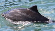 Harbor porpoise. Photo: Copyright Cindy R. Elliser, Pacific Mammal Research. Harbor porpoise. Photo: Copyright Cindy R. Elliser, Pacific Mammal Research.