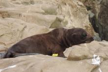 Guadalupe fur seal. Credit: NOAA Fisheries