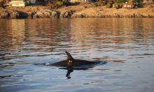A killer whale swimming in nearshore water with yellow digital acoustic recording tag visible near its dorsal fin and rocky coastline with homes behind.