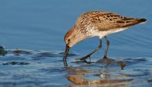 Studies suggest that western sandpipers depend on biofilm for close to 60% of their diet. Storey's Beach, Port Hardy, BC. Photo: Nicole Beaulac (CC BY-NC-ND 2.0) https://www.flickr.com/photos/nicolebeaulac/26579296150 Studies suggest that western sandpipers depend on biofilm for close to 60% of their diet. Storey's Beach, Port Hardy, BC. Photo: Nicole Beaulac (CC BY-NC-ND 2.0) https://www.flickr.com/photos/nicolebeaulac/26579296150