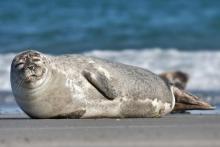Harbor seal photographed by Andreas Trepte. Available through a Creative Commons Attribution Share Alike 2.5 license.