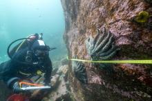 An underwater diver holding a clipboard examines sea stars attached to a large rock with a measuring tape stretched across them.