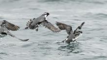 Seabirds with black and white plumage taking flight from choppy ocean water, wings spread mid-flight with water droplets spraying.