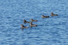 Rhinoceros auklets near Protection Island. Photo: Peter Hodum