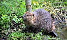 A beaver sitting at the base of small tree on mud surrounded by green vegetation.