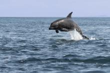 Dolphin leaping out of the water.