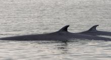 Two Bryde's whales surfacing together, showing their dorsal fins and backs above the water.