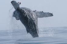 A humpback whale breaching