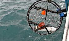 A crab pot (circular mesh cage) with an oxygen sensor (a white tube inside the cage) is held off the side of a boat as it is about to be dropped into the water. 