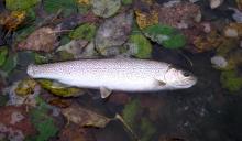 A fish with many small dark markings lying on its side in shallow water surrounded by fallen green, yellow, and brown leaves.