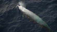 Cuvier's beaked whale surfacing and exhaling a visible blow of mist from its blowhole, with its pale body partially visible beneath the dark ocean water.