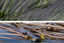 Closeup photos of green eelgrass and brown bull kelp.
