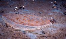 English sole camouflaged against sandy seafloor, both eyes visible on its upward-facing side