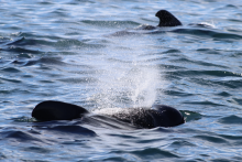 Two pilot whales, one surfacing with a visible spray, the other in the background with only a dorsal fin showing.