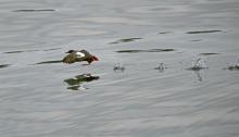 Pigeon guillemot taking flight over water. Photo: Patty McGann (CC BY-NC 2.0) https://flic.kr/p/opywhG