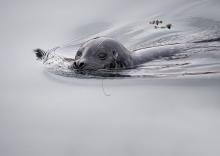 Harbo seal. Photo: Ingrid Taylar (CC BY-NC 2.0) https://flic.kr/p/e2Uc6d Harbor seal in the water