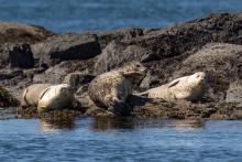 Harbor seals, San Juan Islands. Photo: Mick Thompson (CC BY-NC 2.0) https://flic.kr/p/JVtiJy Harbor seals, San Juan Islands. Photo: Mick Thompson (CC BY-NC 2.0) https://flic.kr/p/JVtiJy