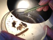 Benthic invertebrates range in size from those easily seen with the naked eye to those that cannot be spotted without the use of a microscope. Photo: Christopher Dunagan