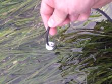 Human hand holding a hydrophone above eelgrass submerged in water.