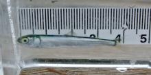 Juvenile pink salmon. Photo: Kendall McLaughlin/iNaturalist (CC BY-NC) Small, silvery fish placed against a ruler.