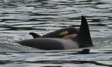An adult and a juvenile killer whale swimming next to each other
