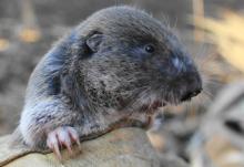 Mazama Pocket Gopher. Photo courtey of WDFW Mazama Pocket Gopher. Photo courtey of WDFW