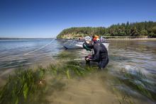 Jeff Gaeckle measures the length of eelgrass using a measuring stick and later records the information for a study on the rate of growth near Joemma Beach State Park in South Puget Sound. Photo: Aaron Barna
