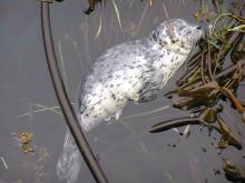 Newborn harbor seal napping on a bed of kelp, Port Townsend, WA. Photo: NOAA Fisheries (CC BY-NC-ND 2.0) https://flic.kr/p/nCEjKL Newborn harbor seal napping on a bed of kelp
