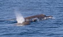 Two whales at ocean surface, one spouting water from blowhole, creating splash in blue water.