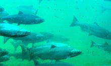 Adult Chinook salmon in the Hiram Chittenden Locks, between the Lake Washington Ship Canal and Shilshole Bay, taken in early September. Photo: Thomas Quinn Several fish swimming behind a glass window in blue-green light.