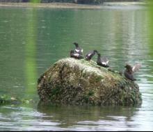 Pigeon Guillemots at Zangle Cove. Photo by Bobbie Moody. Pigeon Guillemots at Zangle Cove. Photo by Bobbie Moody.