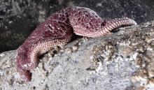 Purple sea star. Photo by brewbooks. Creative commons Attribution-ShareAlike 2.0 Generic (CC BY-SA 2.0).