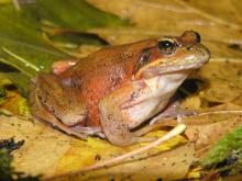 Adult female Rana aurora during fall migration of 2005 in Puget Sound (Hayes, Marc 2005).