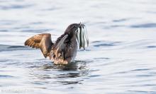 A single sea bird floating on the water with several thin silvery fish in its beak.